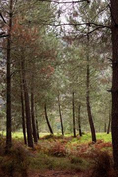 Forest in autumn © paula sierra