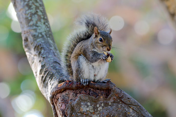 Grauhörnchen in Florida