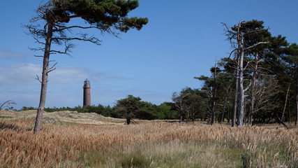 Pine deformed by the wind and a lighthouse in the background on the Baltic Sea in Germany