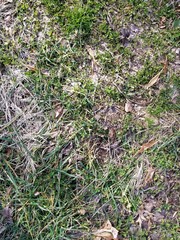 grass, green, nature, texture, plant, lawn, garden, field, spring, moss, leaf, summer, natural, dry, herb, forest, flora, meadow, leaves, flower, closeup, fresh, ground