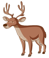 Brown deer on white background