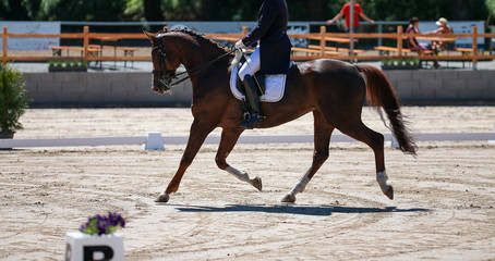 Horse dressage during a "heavy dressage test" moves through the entire course in a strong trot, photographed in the limbo phase from the left hand..