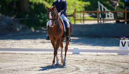 Horse dressage during a 