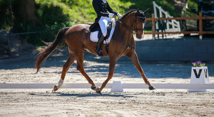 Horse dressage during a 