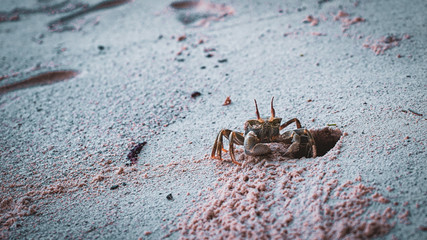 Reiterkrabbe am Strand