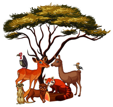 african animals under tree cartoon clip art preview