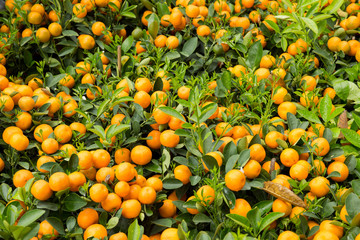 Mandarin oranges grow on tree for a happy chinese new year's decoration