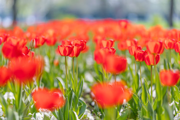 Group of red tulips in the park. Spring landscape, blurred natural background. Peaceful nature scenery