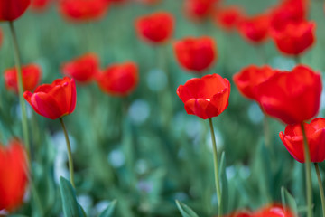 Fototapeta premium Group of red tulips in the park. Spring landscape, blurred natural background. Peaceful nature scenery