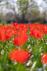 Group of red tulips in the park. Spring landscape, blurred natural background. Peaceful nature scenery © icemanphotos