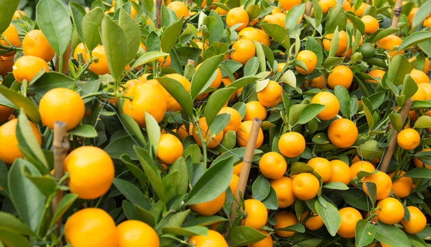 Mandarin oranges grow on tree for a happy chinese new year's decoration
