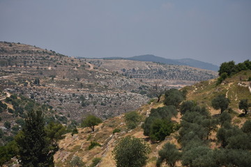 Fototapeta na wymiar Landscape of hills of Bethlehem on a sunny day with Olive trees