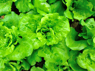 Green lettuce plants in growth at field