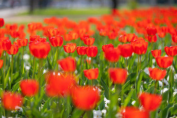 Group of red tulips in the park. Spring landscape, blurred natural background. Peaceful nature scenery