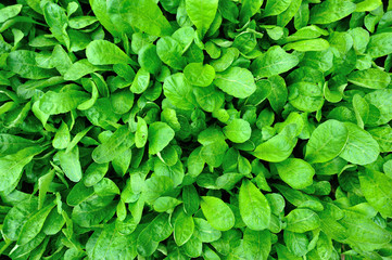 Green radish leaf plants in growth at vegetable garden