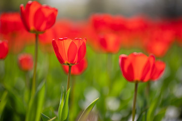 Obraz premium Group of red tulips in the park. Spring landscape, blurred natural background. Peaceful nature scenery
