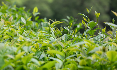 Green tea trees in spring