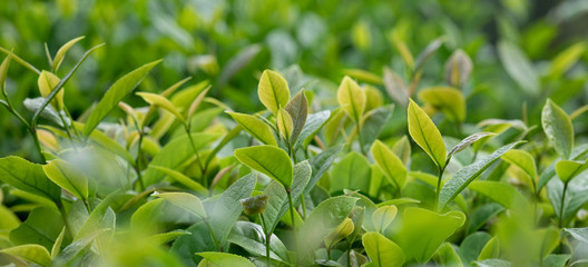 Green tea trees in spring