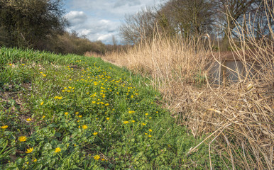 Fototapeta premium Riverbanks with flowering lesser celandine