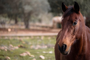 close portrait of brown horse in a green meadow