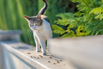 Beautiful white-gray tabby cat marking its territory in the garden and spraying pee on thuja. 
