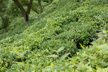 Green tea tree garden in spring