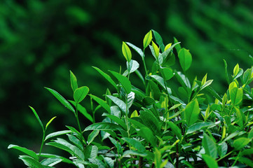 Green tea tree garden in spring