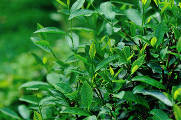 Fototapeta na wymiar Green tea tree garden in spring