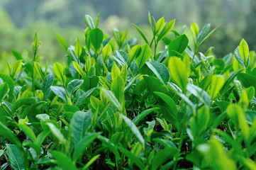 Green tea tree garden in spring