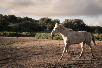 white wild horse running in the meadow