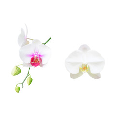 White orchid flower isolated on white background