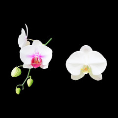 White orchid flower isolated on black background