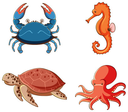 Isolated picture of sea creatures
