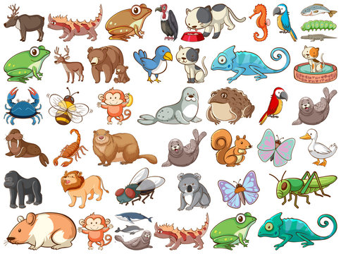 Large set of wildlife with many types of animals land and sea