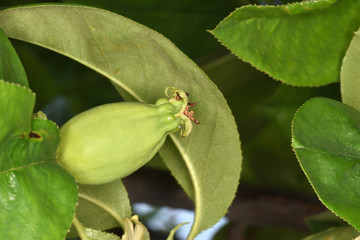 天空の農園のカリン