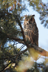 Long-eared Owl | Asio otus
