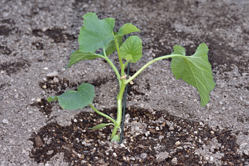 天空の農園のメロン