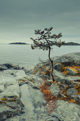 pine  on the sandy shore of a ladoga lake in the Karelia