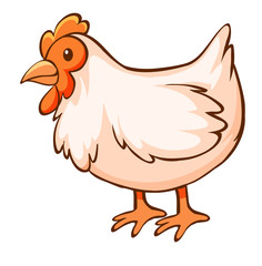 Chicken on white background