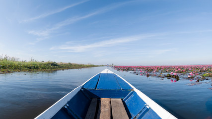 red lotus flower bloom in lake unseen travel by boat udonthani thailand