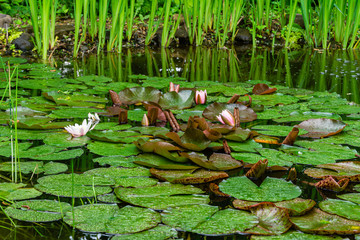 Lotus flower or water lily marliacea rosea in garden pond. Selective focus. Contrasting closeup of Nymphaea. Summer floral landscape, wallpaper and nature background concept.