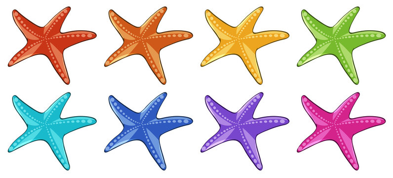 Many starfish in different colors