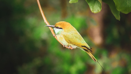 Bienenfresser Sri Lanka