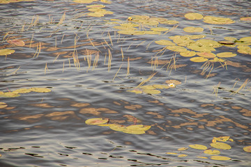 Strelka Aquatic plants of the Kotorosl river