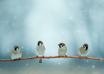 four small funny birds sit on a branch in a winter Park under the snow