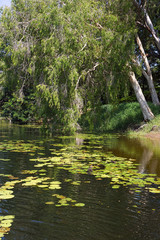 Melaleuca paperbark trees on river with waterlillies
