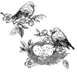 Birds and nest with eggs on a blooming branch.