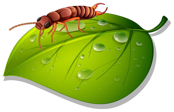 brown insect on green leaf with water drops clip art preview