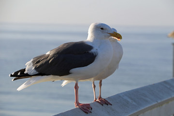Two seagulls on a railing by the sea USA California