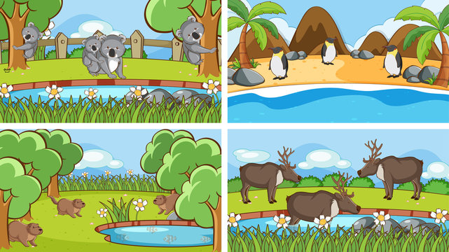Background scenes of animals in the wild